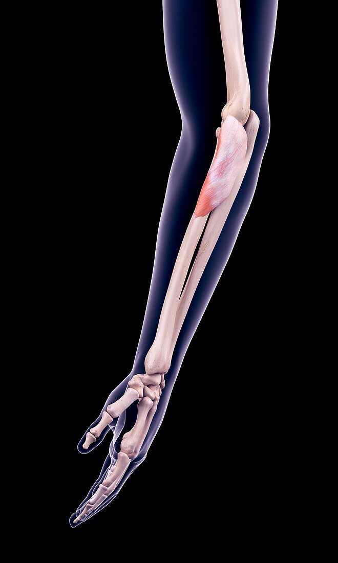 Arm muscle, illustration