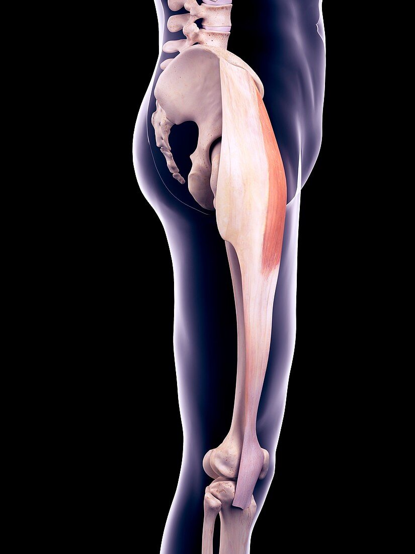 Thigh muscle, illustration