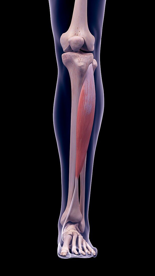 Leg muscle, illustration