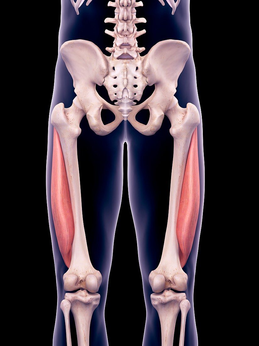 Thigh muscles, illustration