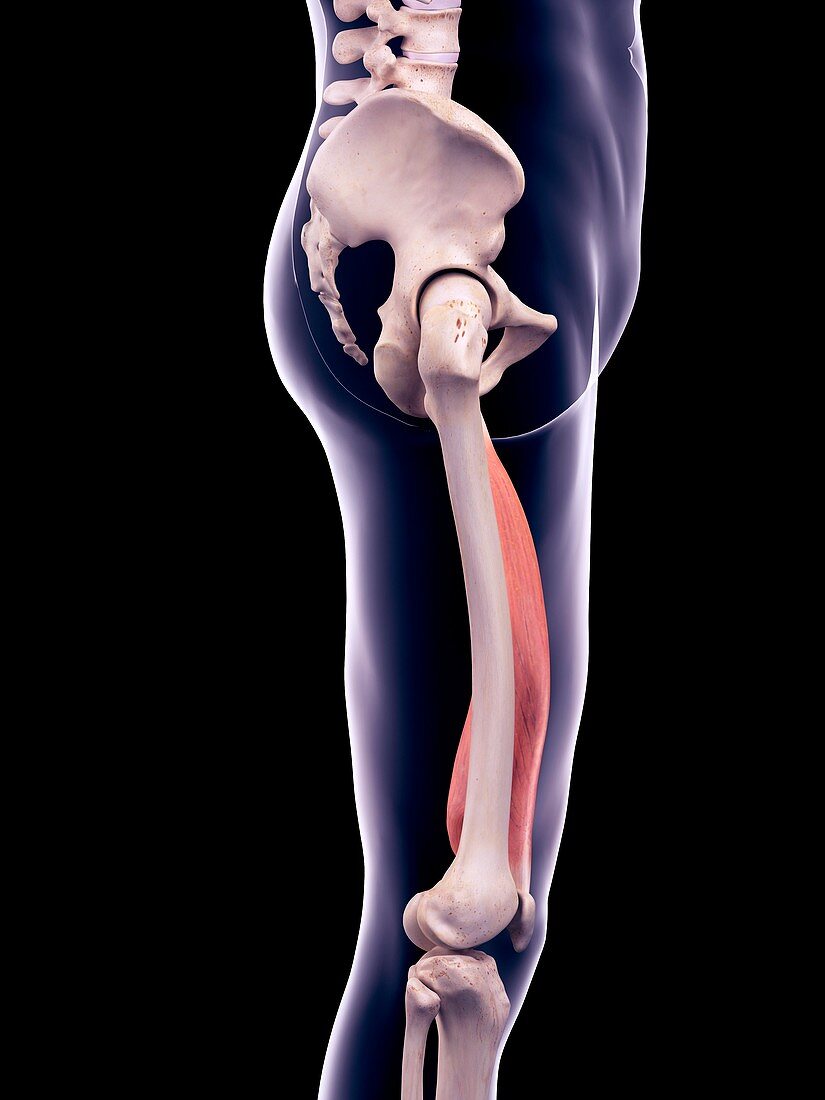 Thigh muscle, illustration