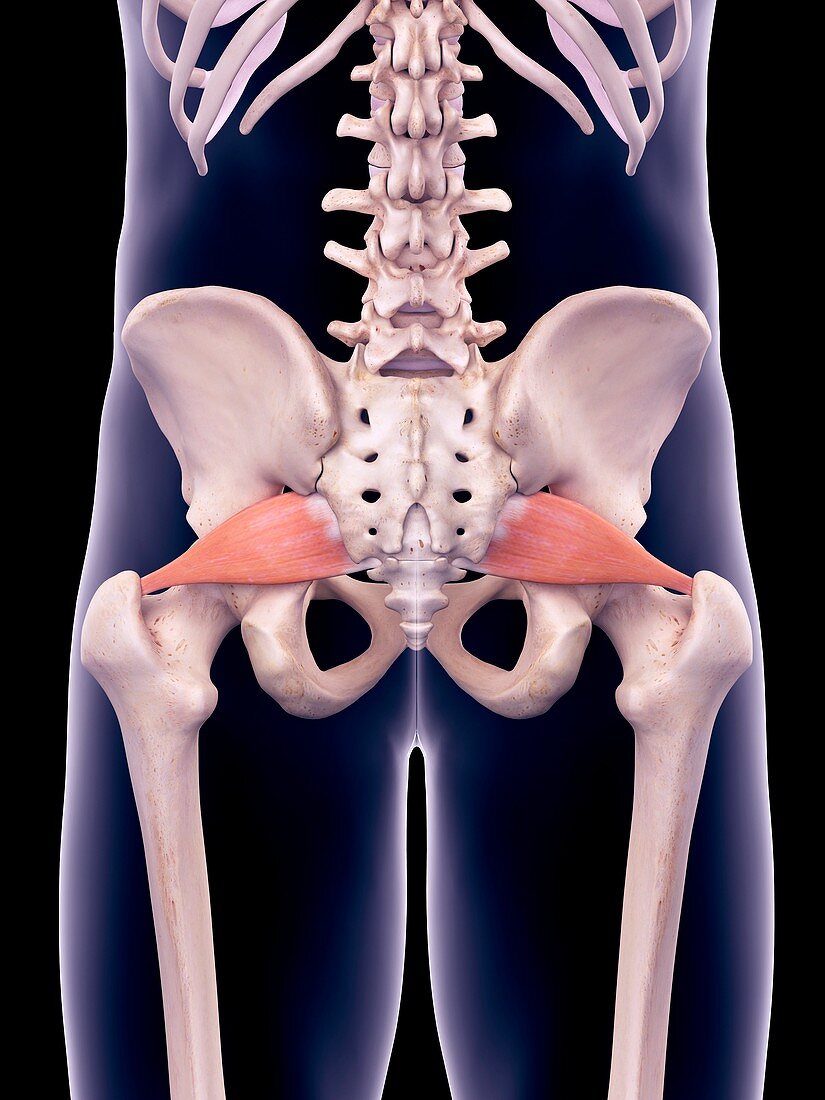 Hip muscles, illustration