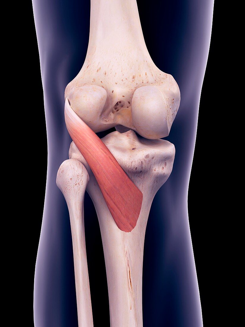 Knee muscle, illustration