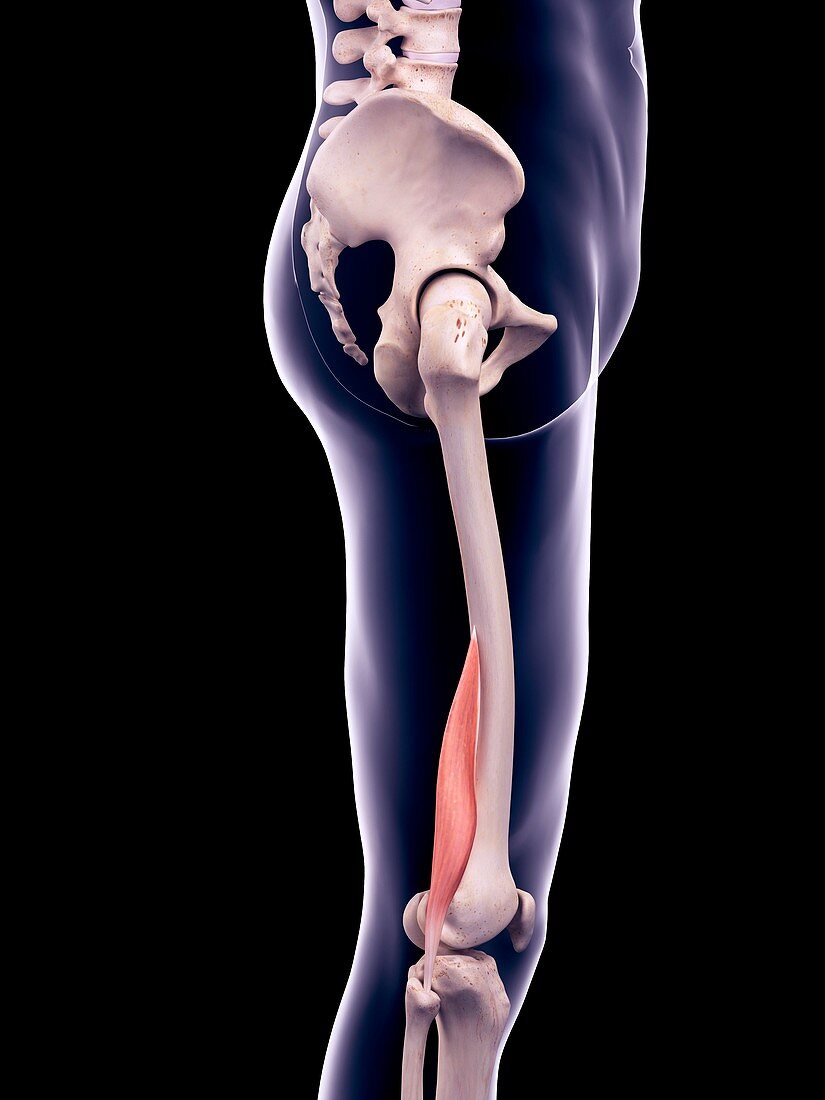 Thigh muscle, illustration