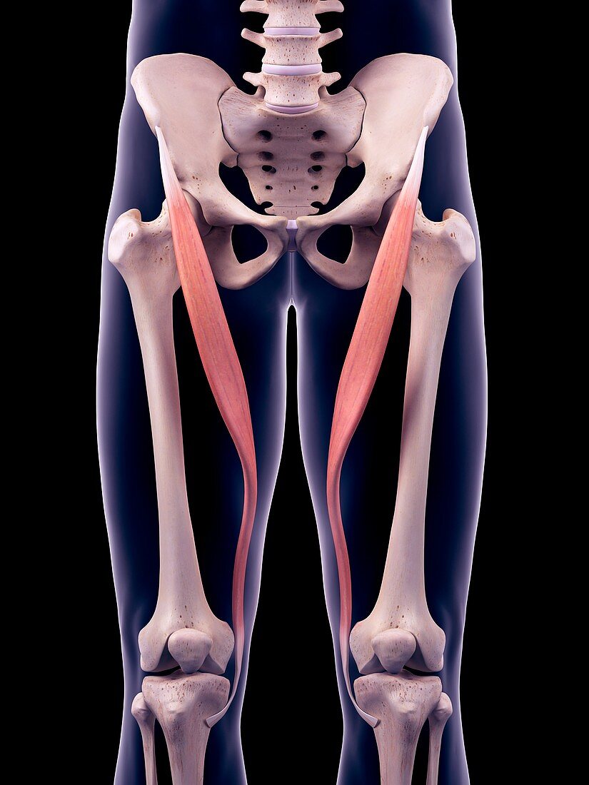 Thigh muscles, illustration