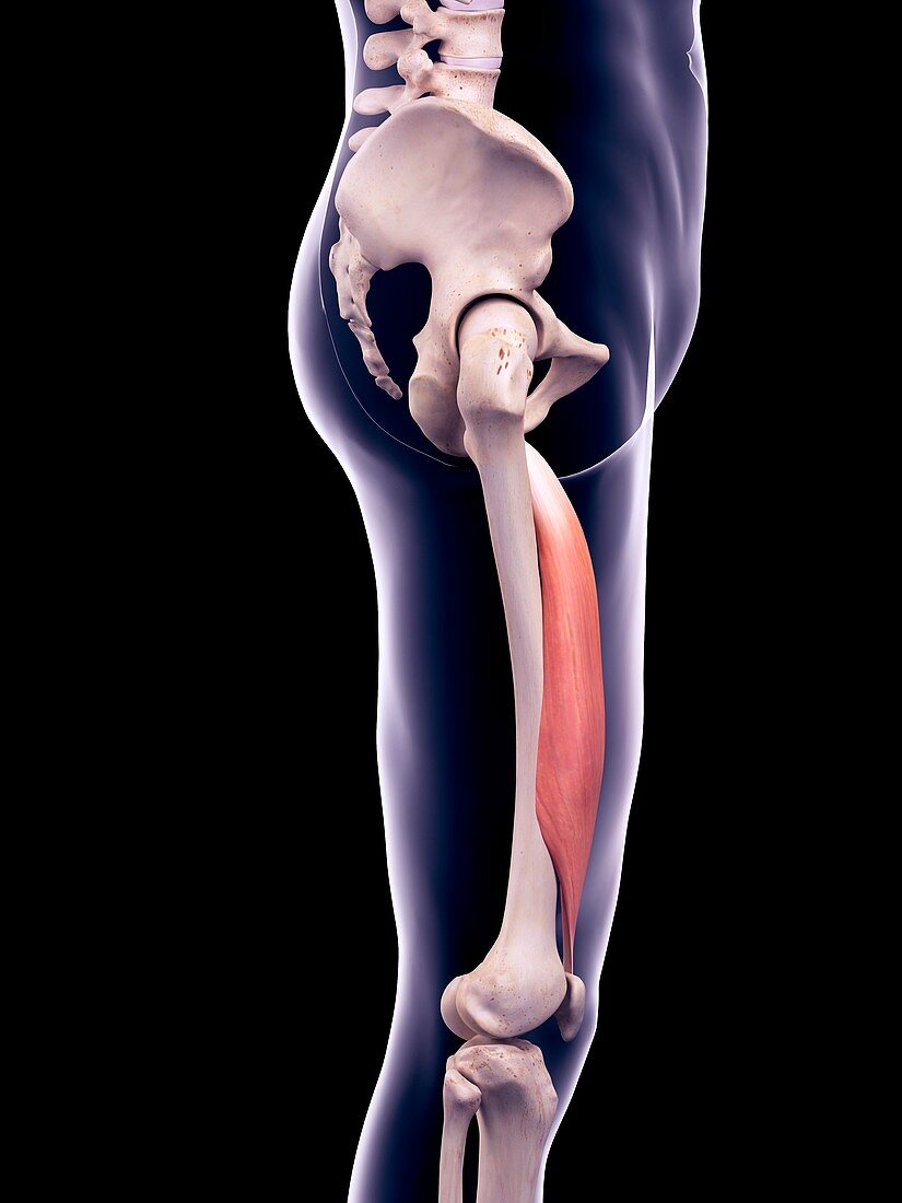 Thigh muscle, illustration