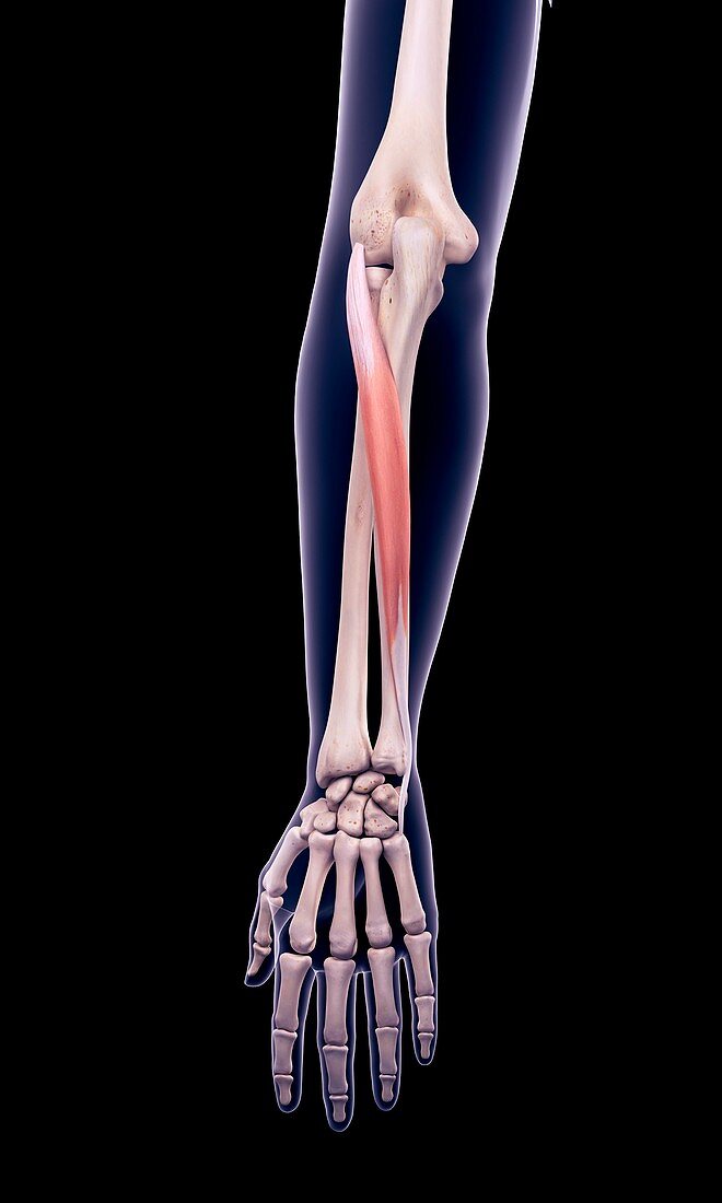 Arm muscle, illustration