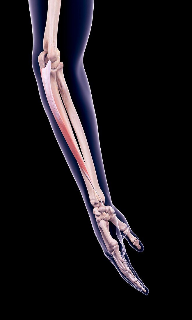 Arm muscle, illustration