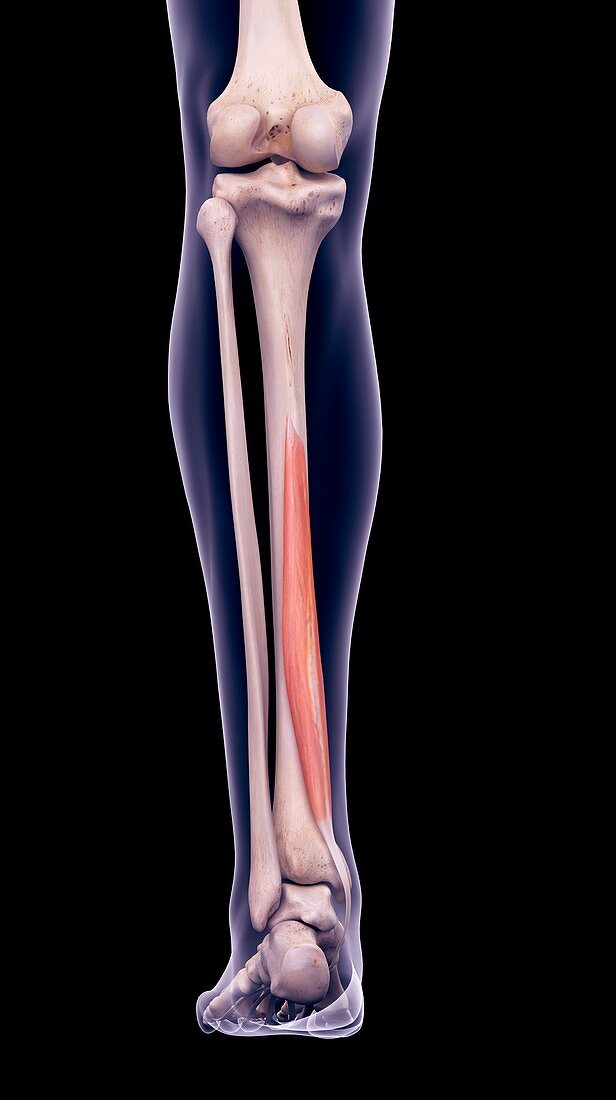 Leg muscle, illustration