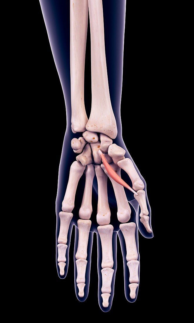 Hand muscle, illustration