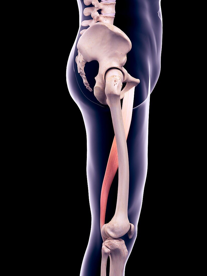 Thigh muscle, illustration