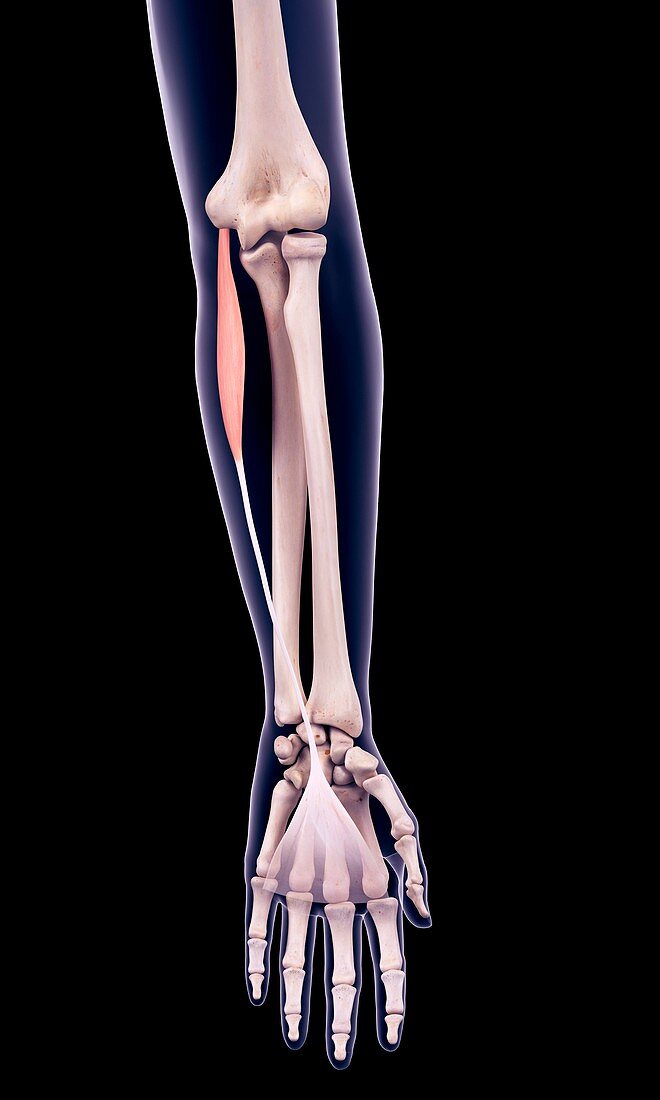 Arm muscle, illustration