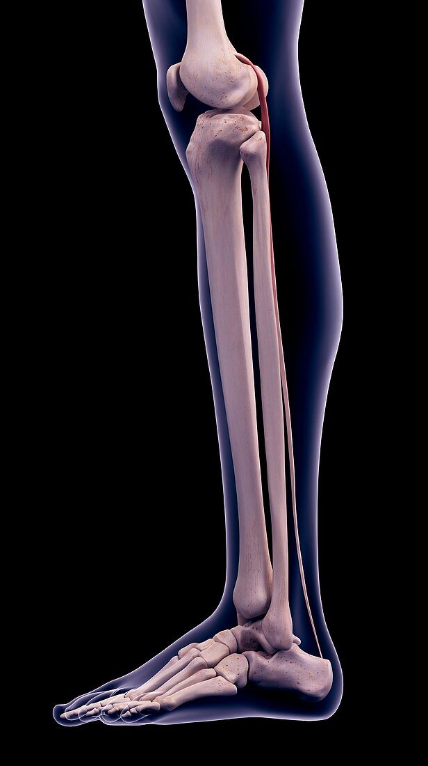 Leg muscle, illustration