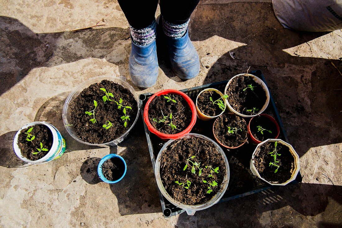 Feet in blue gardening shoes next to trays of seedlings