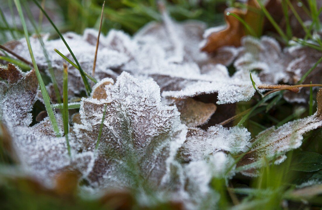 Herbstlaub mit Raureif auf grünen Grashalmen