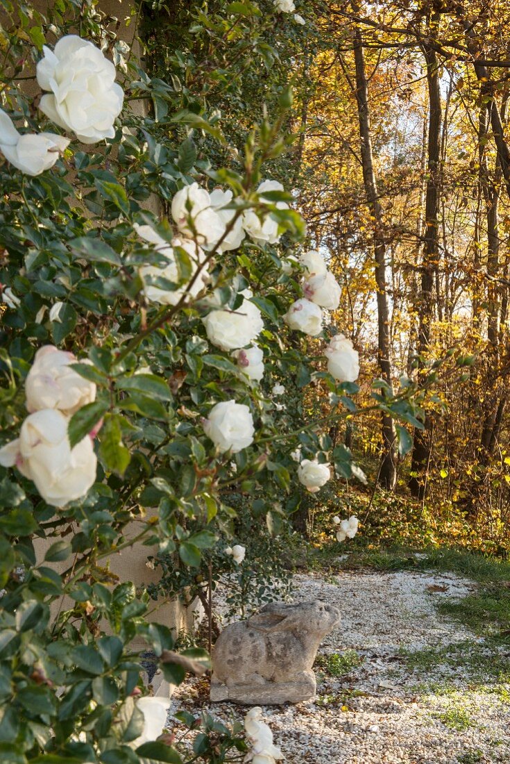 White climbing rose and weathered stone hare in garden