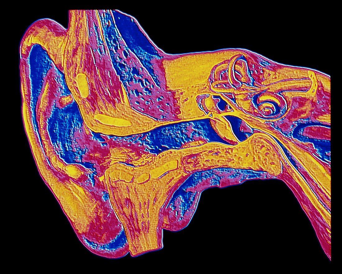 Computer graphic of the anatomy of the human ear