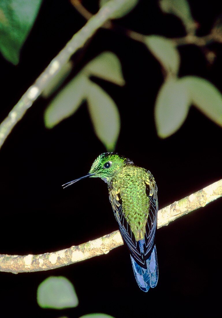 Green-crowned hummingbird (Heliodoxa jacula)