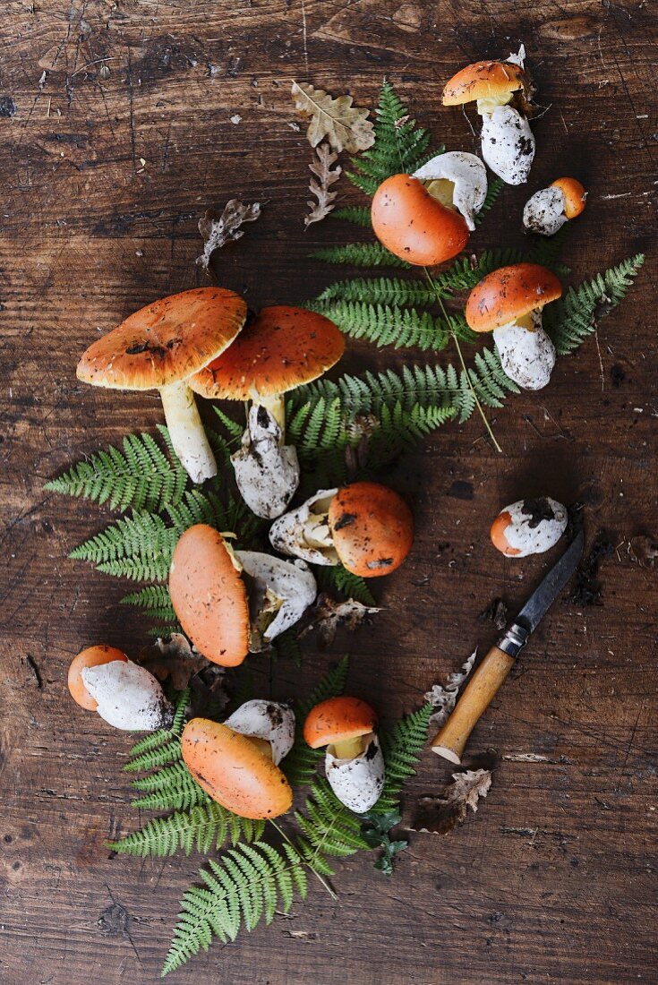 Fresh wild mushrooms with fern leaves on a wooden background