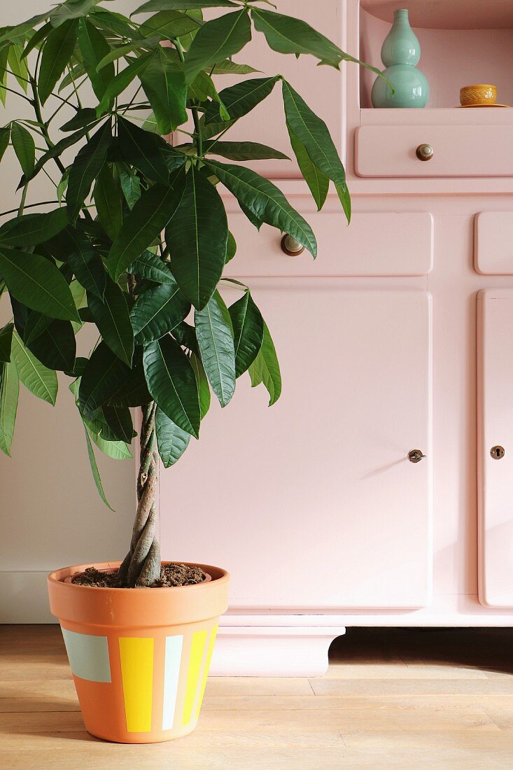 Money tree with braided stem in painted terracotta pot