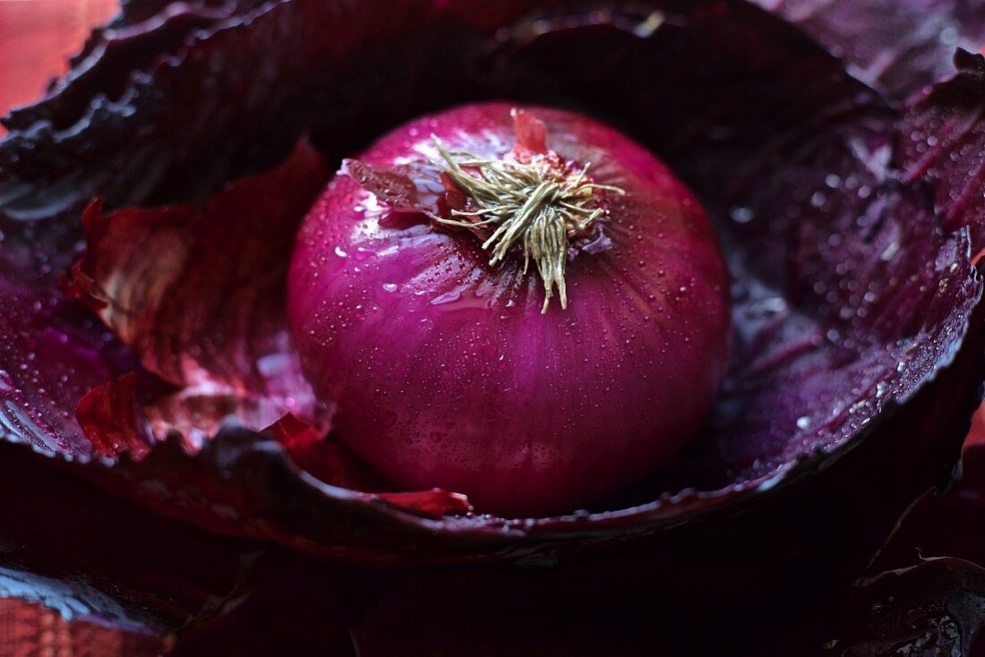 Red, cut onion on a red cabbage leaf