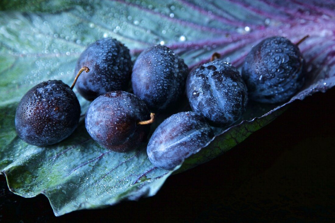 (Prunus domestica), Garden plum, on a red cabbage leaf with water droplets