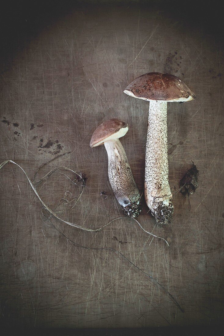 Two edible forest mushrooms (Birch bolete - Leccinum scabrum) with soil over old metal surface