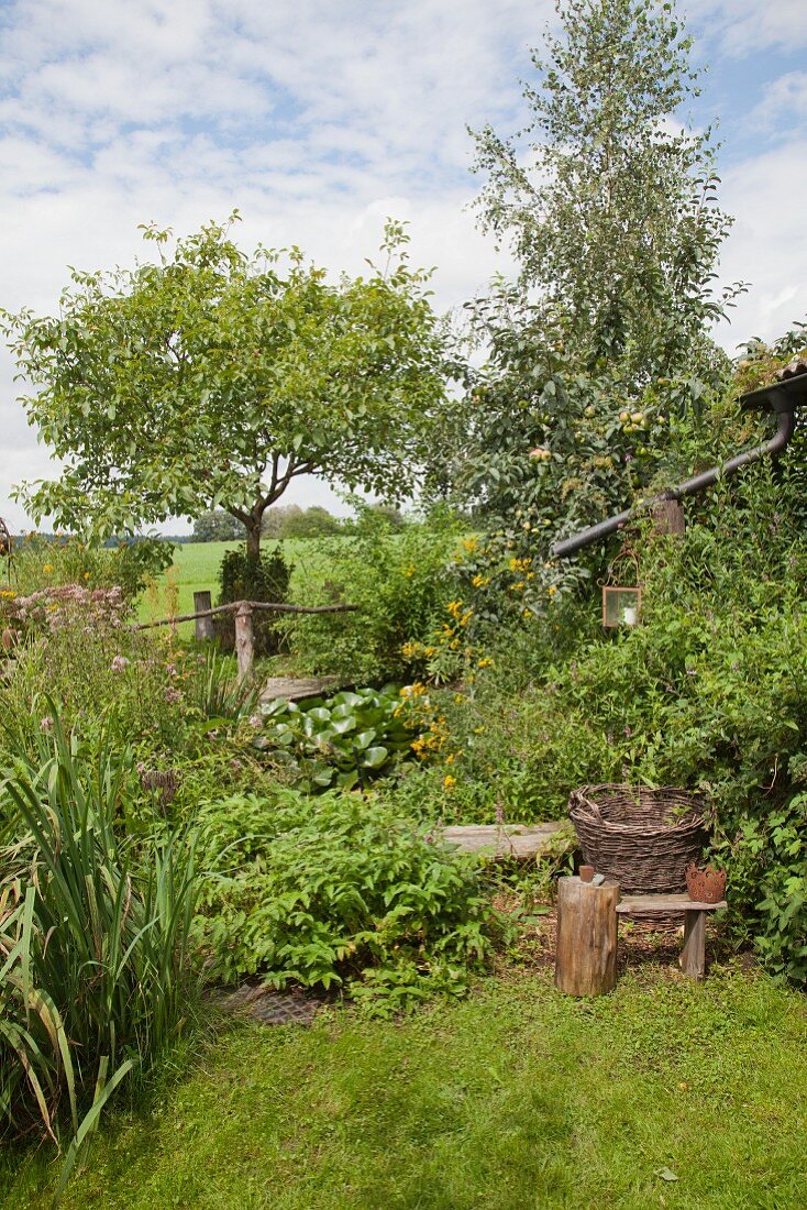 Herbs and trees in cottage garden
