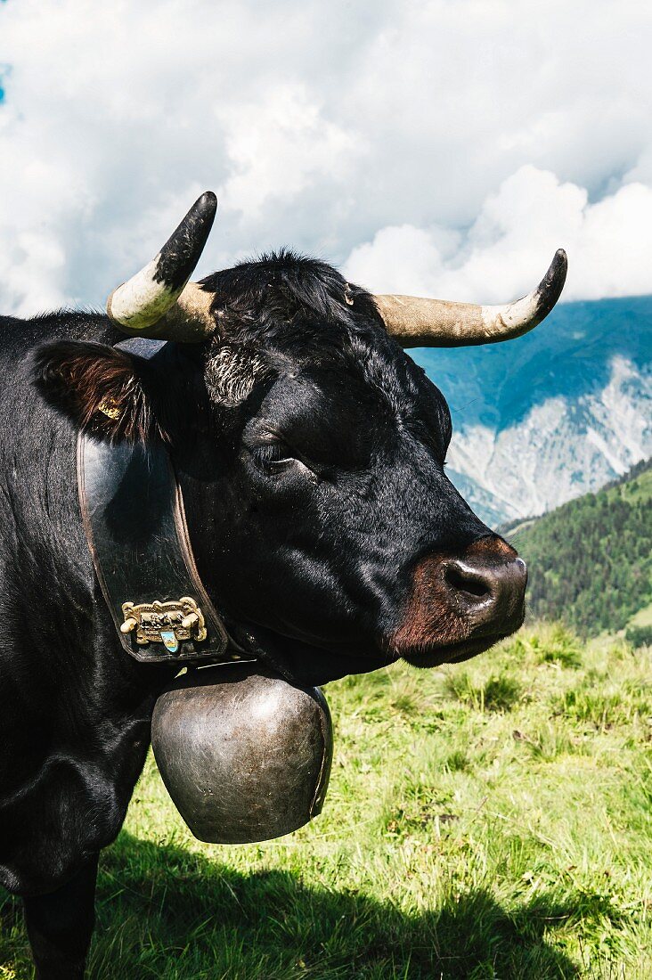 A black Hérens cow with cow bell in Alpage de Mille in the canton of Valais, Switzerland