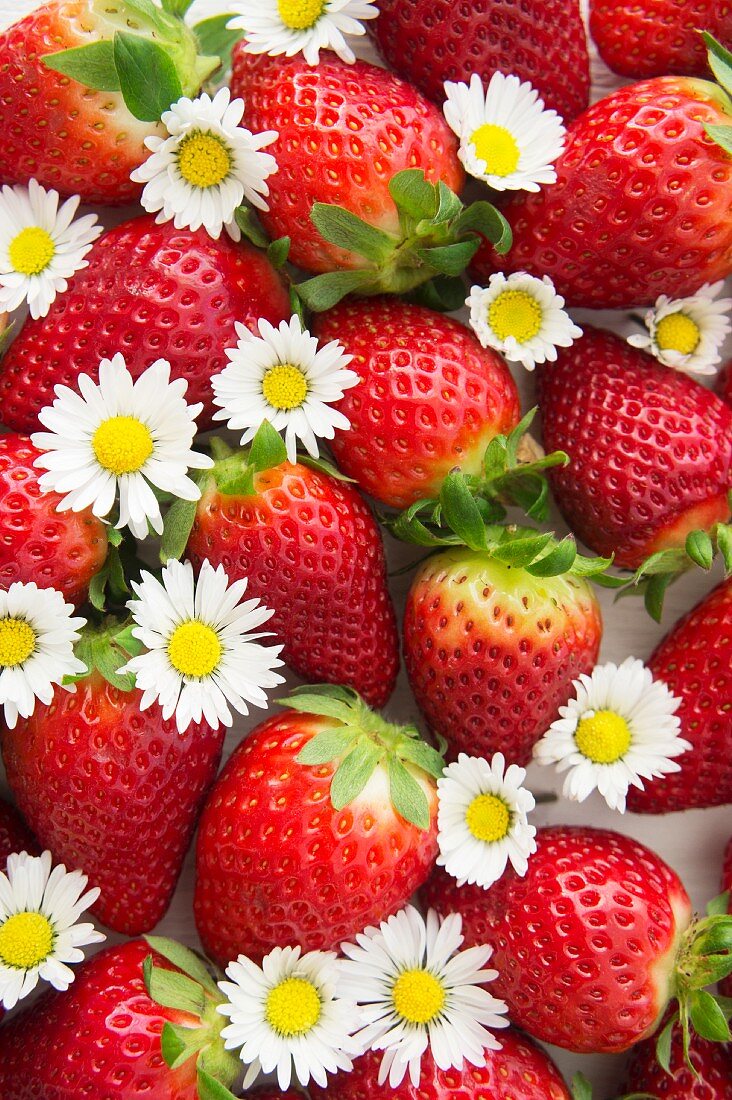 Erdbeeren und Gänseblümchen