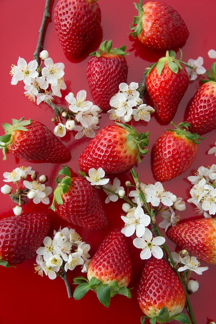 Erdbeeren und Schlehenblüten