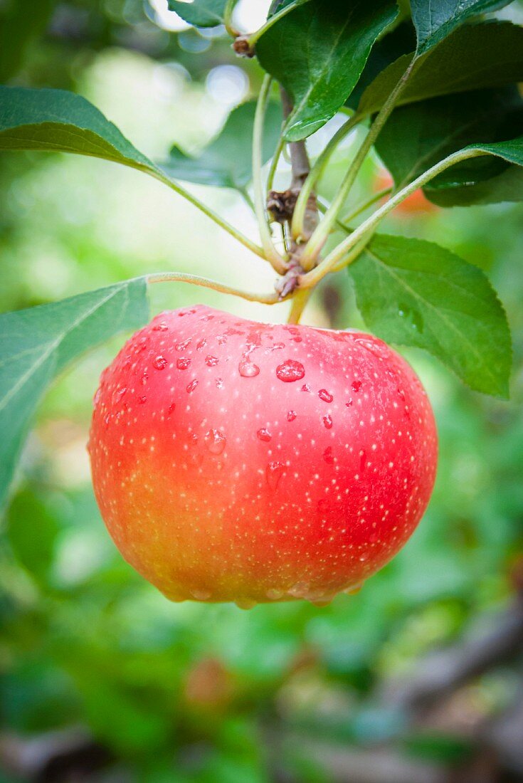Ein roter Apfel am Baum (Close Up)