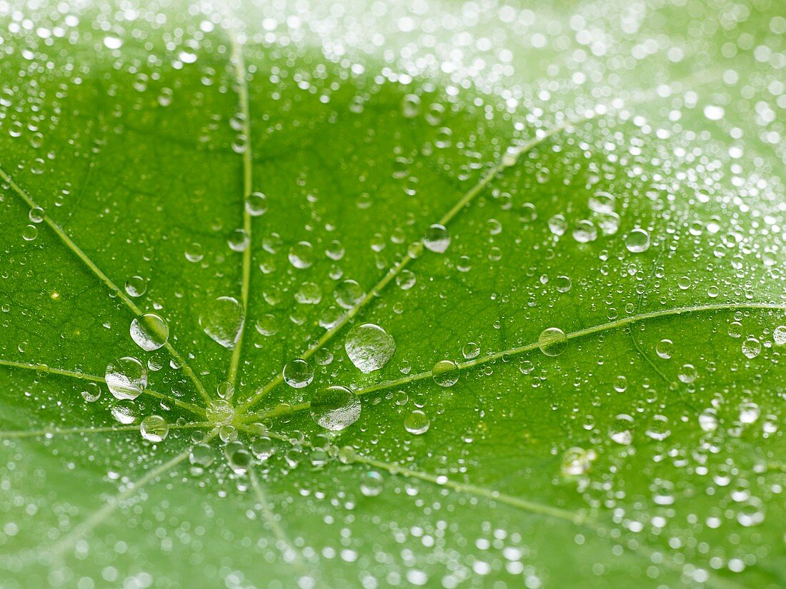 Nasturtium leaf with water droplets