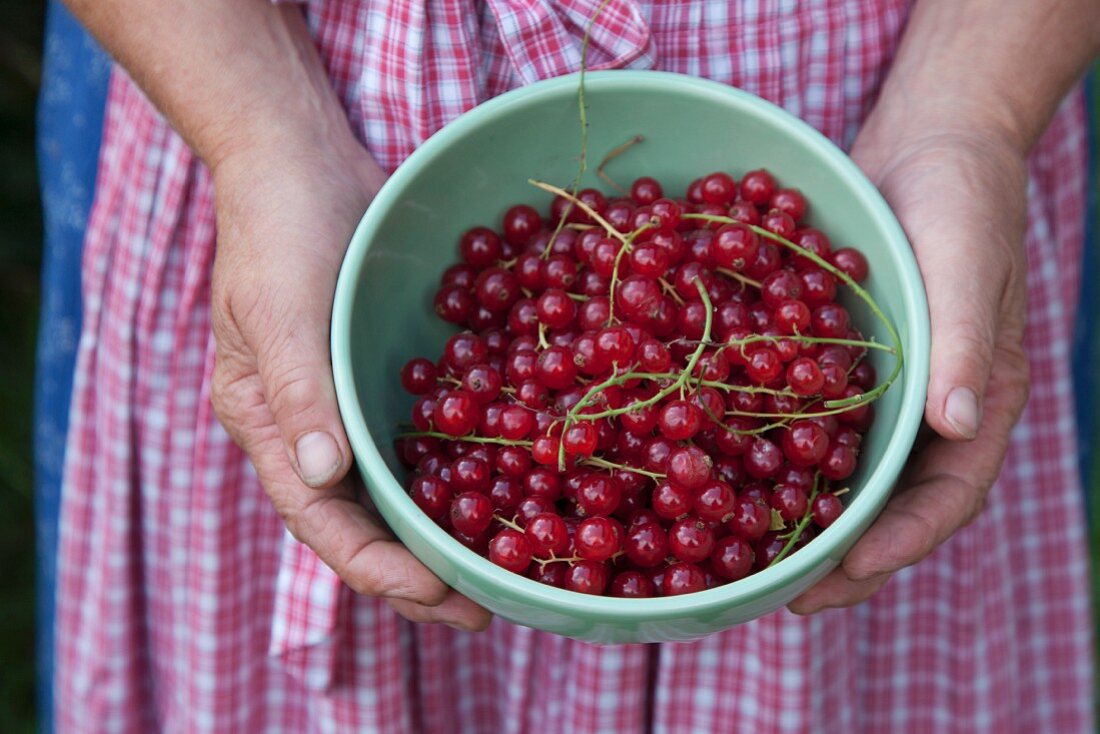 A country woman holding a bowl of redcurrants