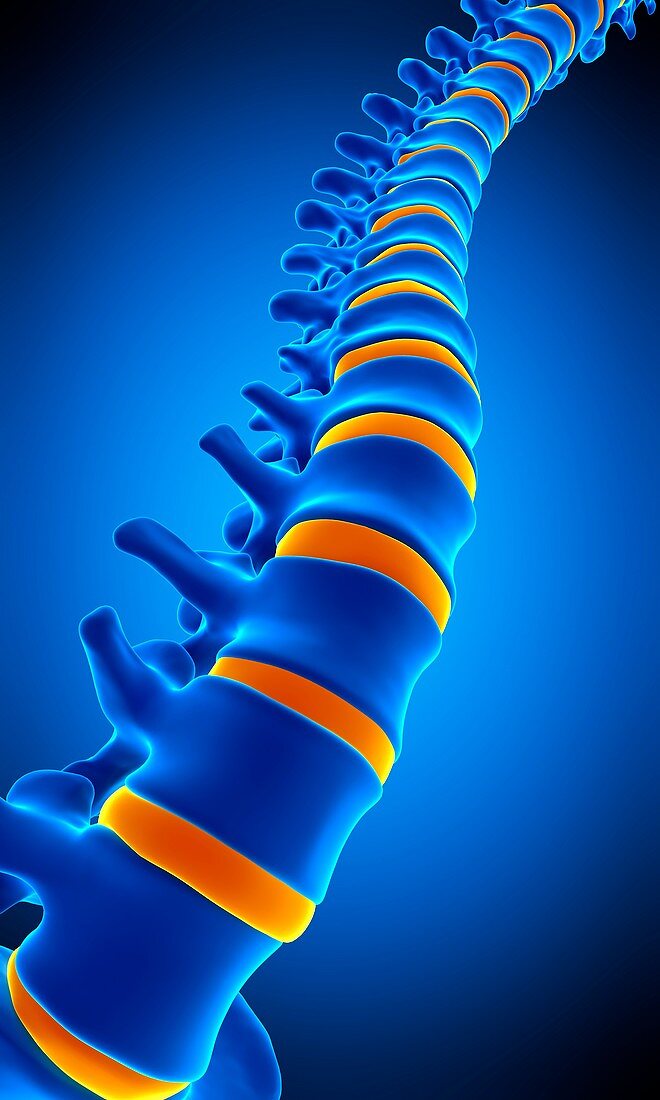 Human spine, illustration