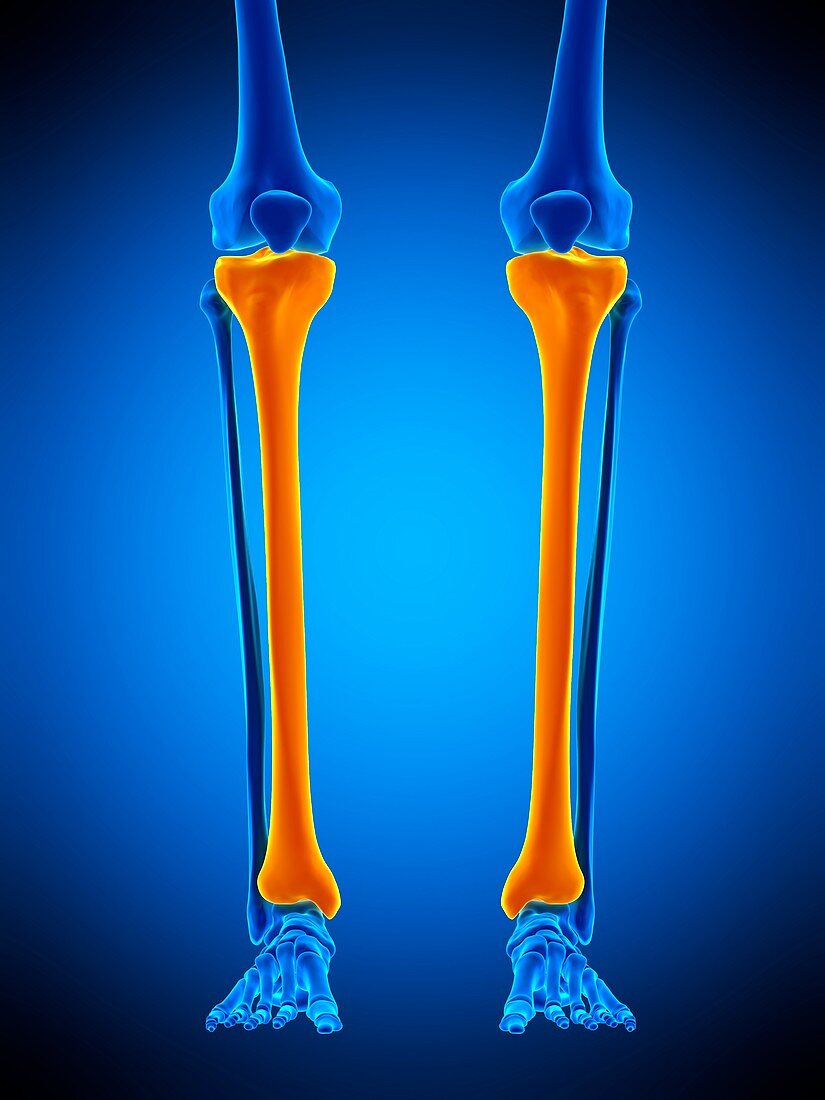 Shin bone , illustration