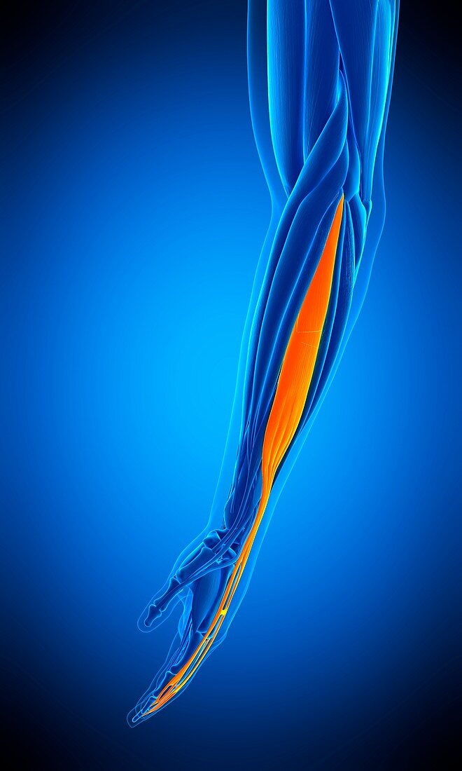 Arm muscle, illustration