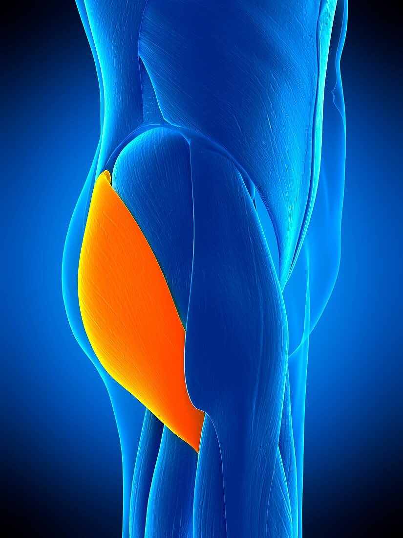 Buttock muscle, illustration