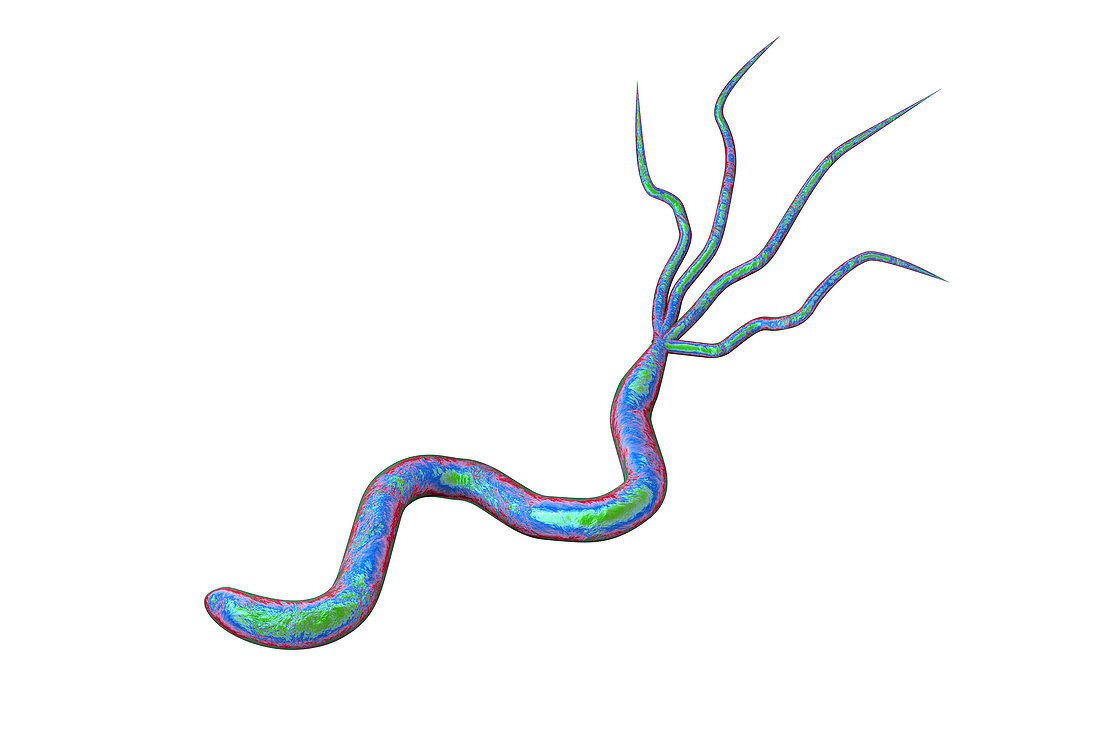 Helicobacter pylori bacterium, illustration