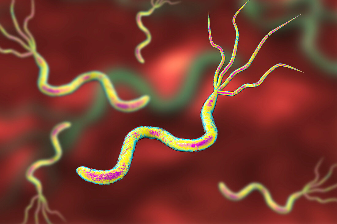 Helicobacter pylori bacteria, illustration