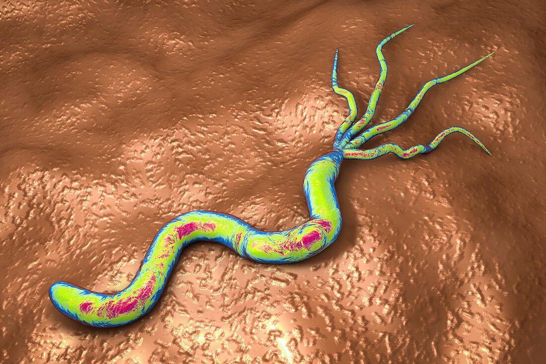 Helicobacter pylori bacterium, illustration