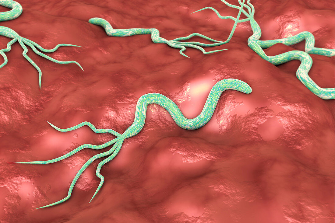 Helicobacter pylori bacteria, illustration