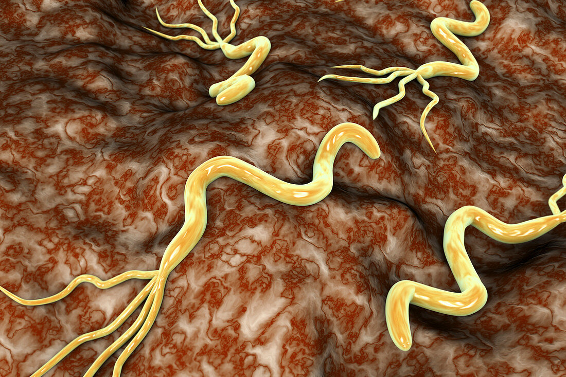 Helicobacter pylori bacteria, illustration