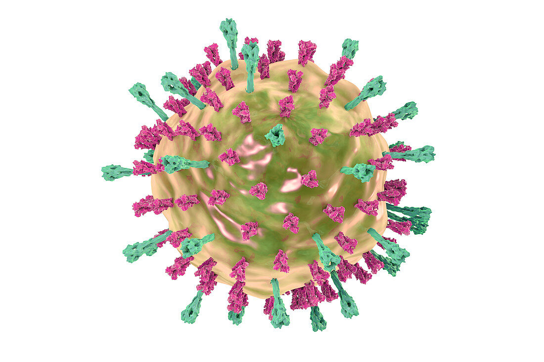 Mumps virus, illustration