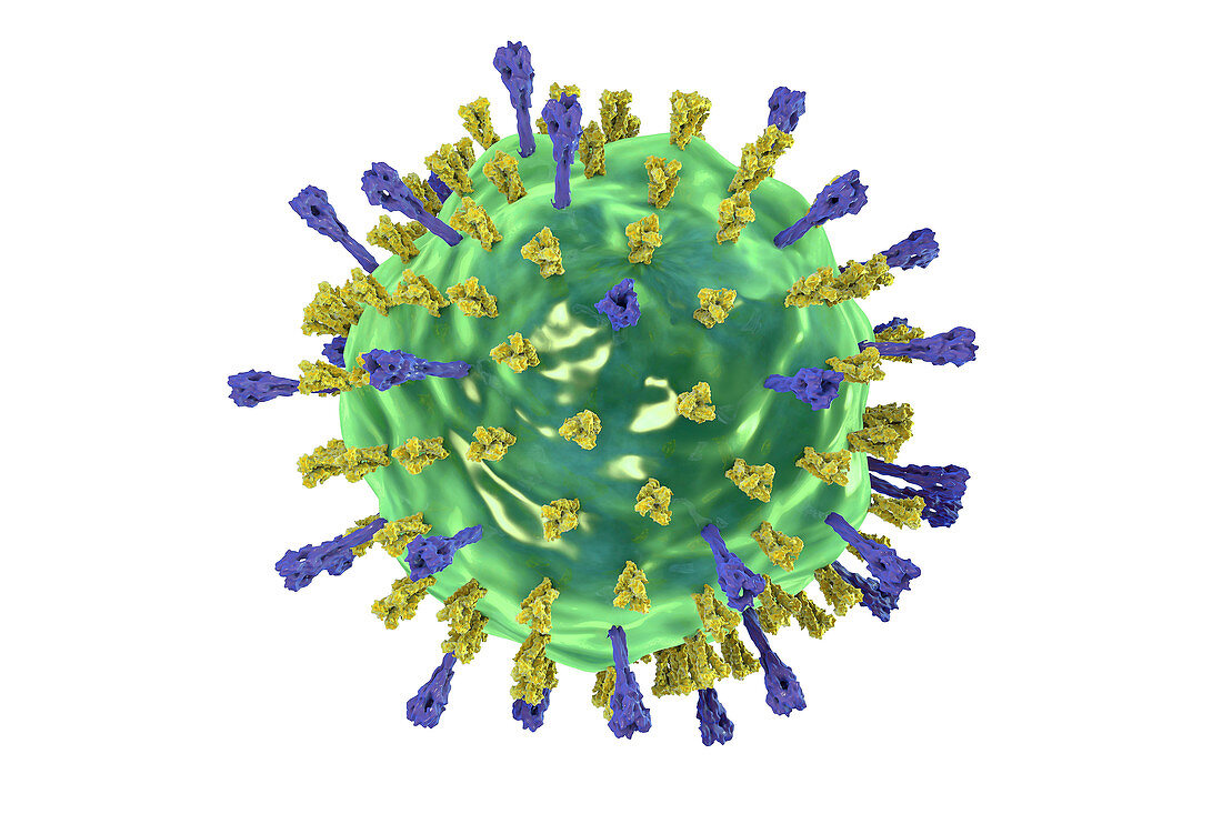 Mumps virus, illustration