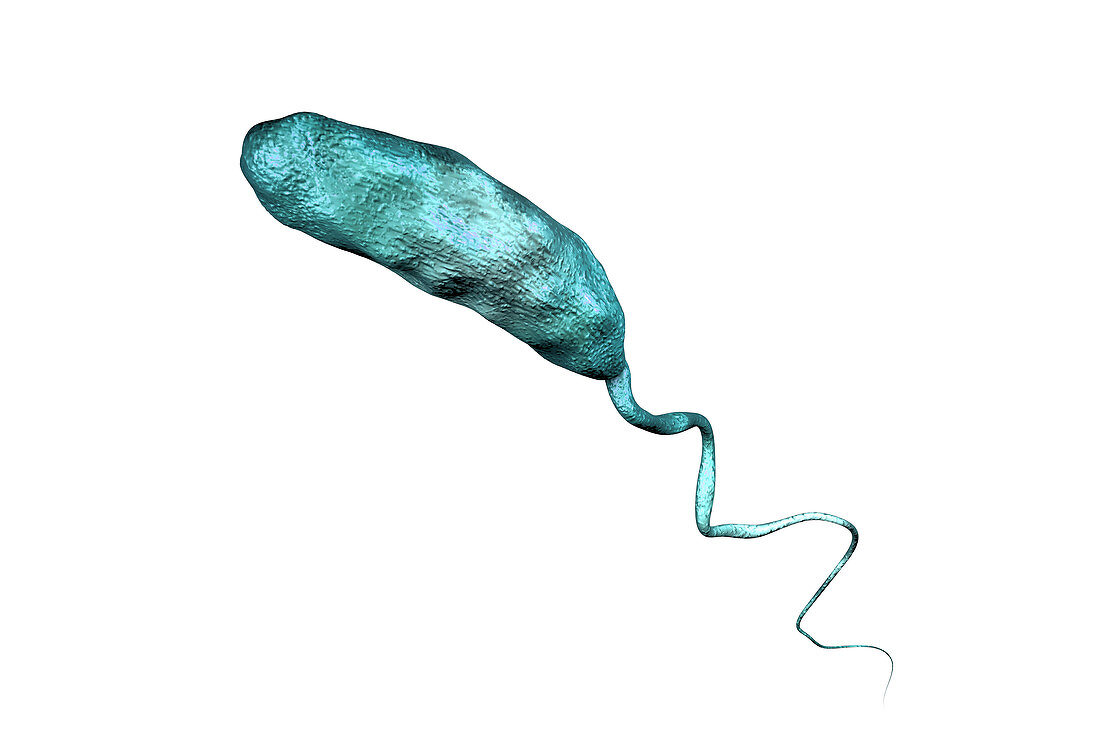 Cholera bacterium, illustration