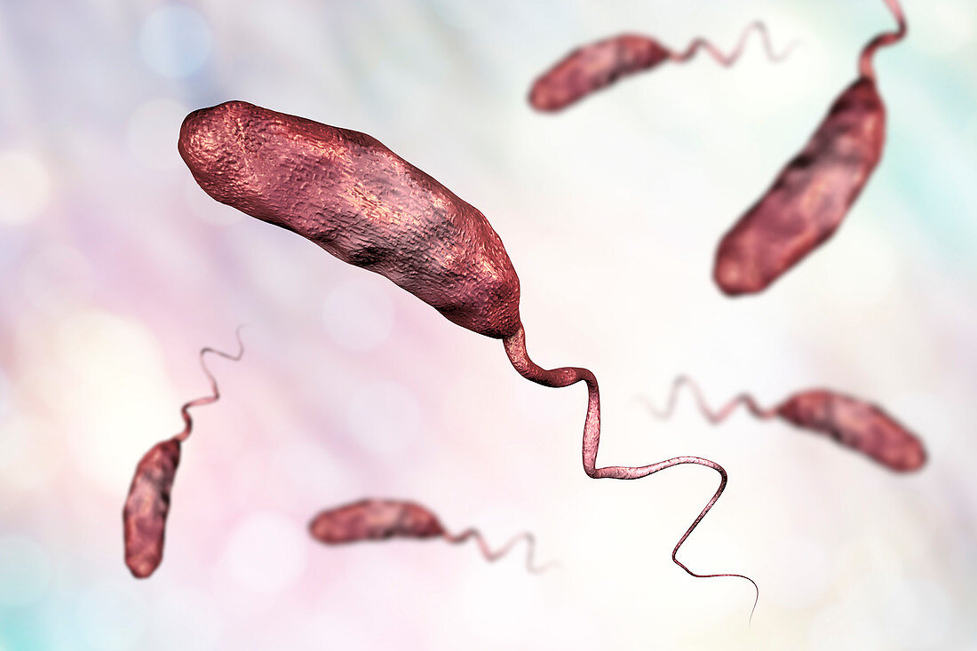 Cholera bacterium, illustration