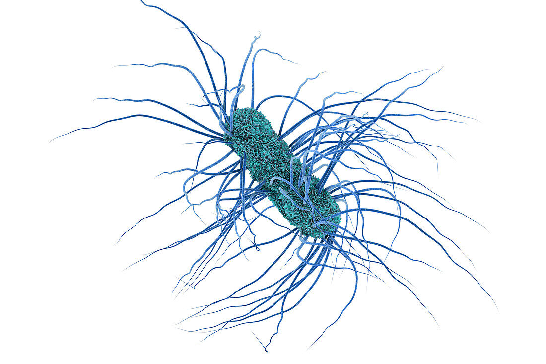 Escherichia coli bacteria, illustration