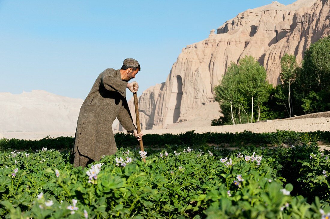 Farmer arbeitet im Kartoffelfeld, im Hintergrund die Buddha Nischen von Bamiyan, Afghanistan, Asien