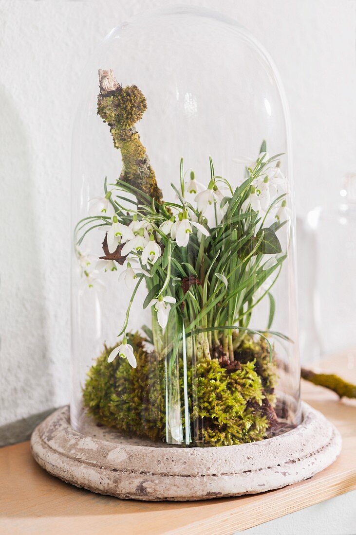 Arrangement of snowdrops and moss under glass cover